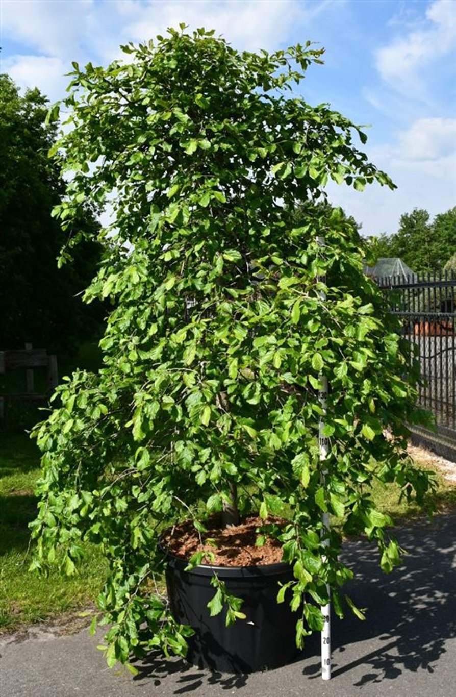 Persiskt järnträd – Parrotia persica 'Pendula' - C230 200-250 cm. Sol